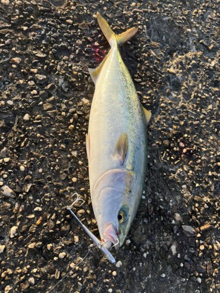 たかたかの釣り日記