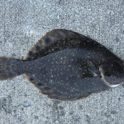 遂に出た！！マツカワガレイ！！カジカ！！コマイ！！北海道最後の釣り！！