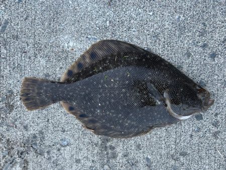 遂に出た！！マツカワガレイ！！カジカ！！コマイ！！北海道最後の釣り！！