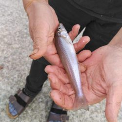 漁港でちょい投げキス釣り