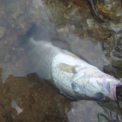 秋のバス釣り