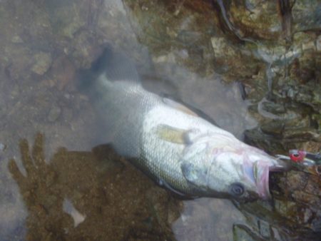 秋のバス釣り