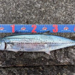 沖波止釣行