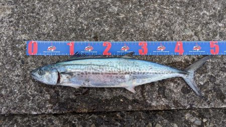 沖波止釣行