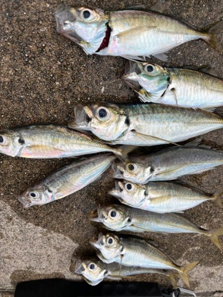 大アジ釣れてます