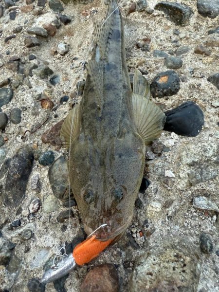 マゴチ　ヒラメ釣り