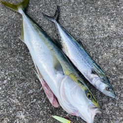 久しぶりの青牙＆鰤族マルチ。。