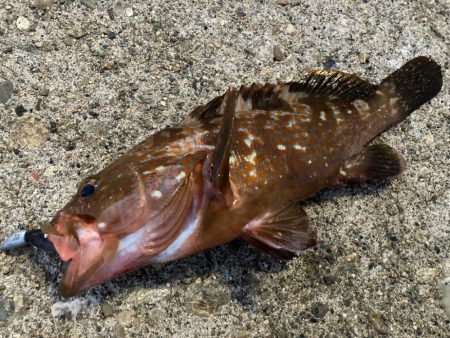 デイアコウがんばる・・・初場所開拓成功