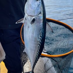 カンパチ、太刀魚、アラカブ、ホシガツオ…