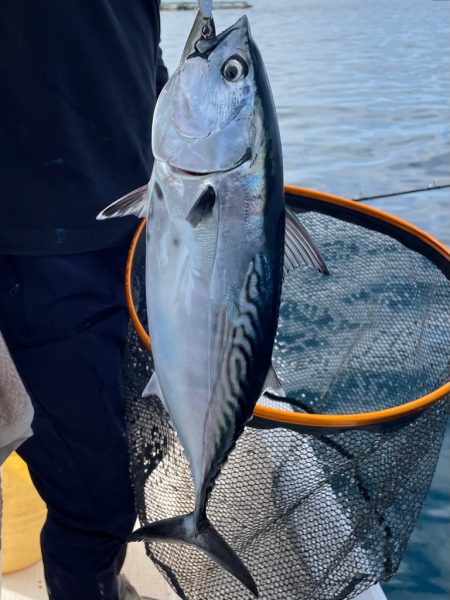 カンパチ、太刀魚、アラカブ、ホシガツオ…