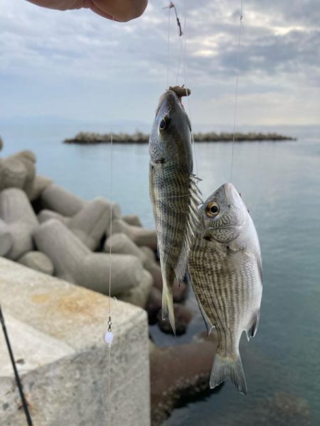 魚住〜江井ヶ島釣行！