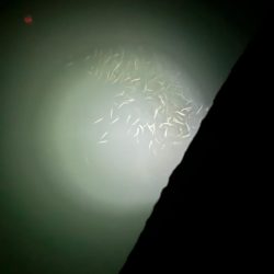 豆イカだったらと思う小魚の群れ