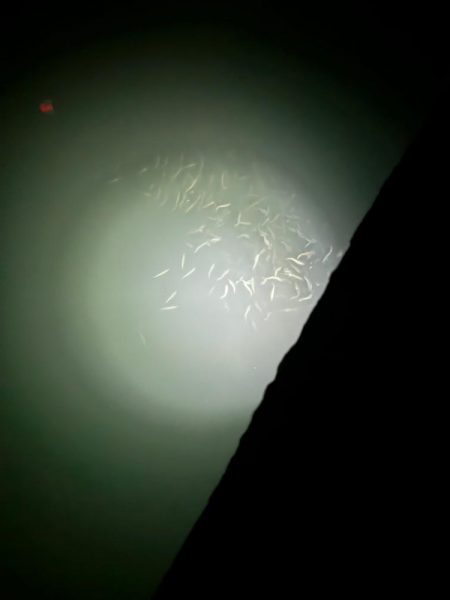 豆イカだったらと思う小魚の群れ