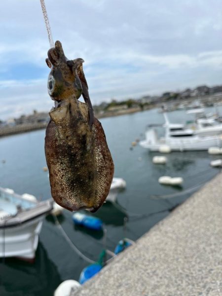 久しぶりの釣果