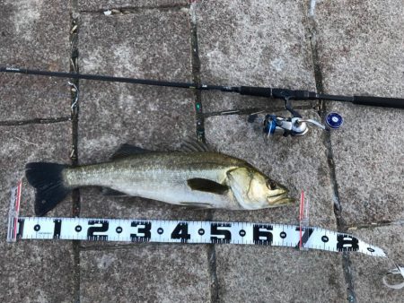 夏休みからの初釣行