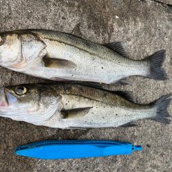 デカアジ釣れます