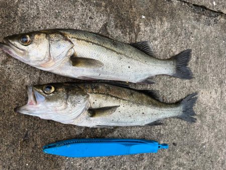 デカアジ釣れます