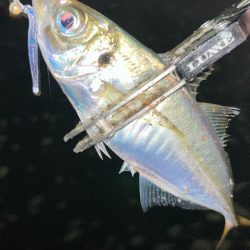 アジ釣り