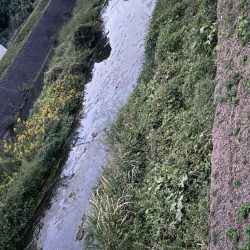 4日連続で仕事帰りの鯰釣り