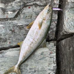 高島 アシカ瀬