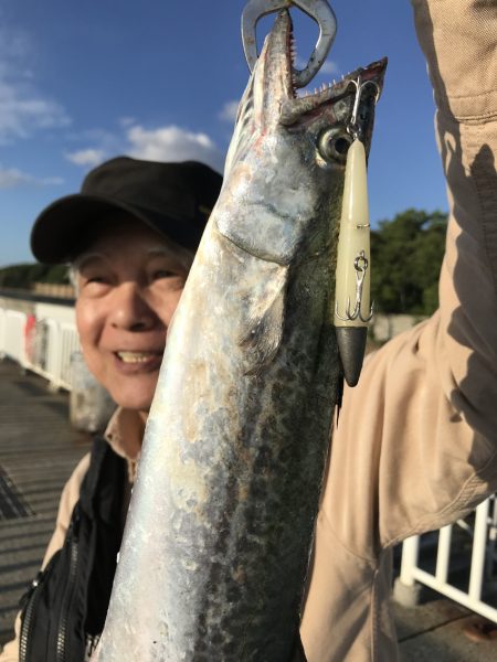 サゴシよりもタチウオが釣りたい