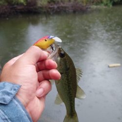 秋の数釣り