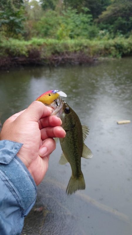 秋の数釣り