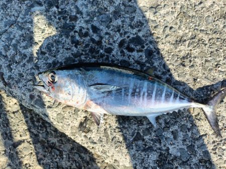 久しぶりの大蔵海岸