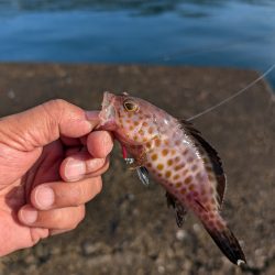 陸っぱり釣行記