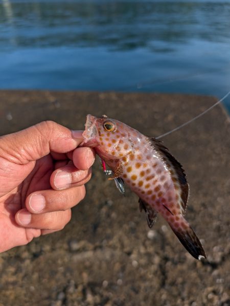 陸っぱり釣行記