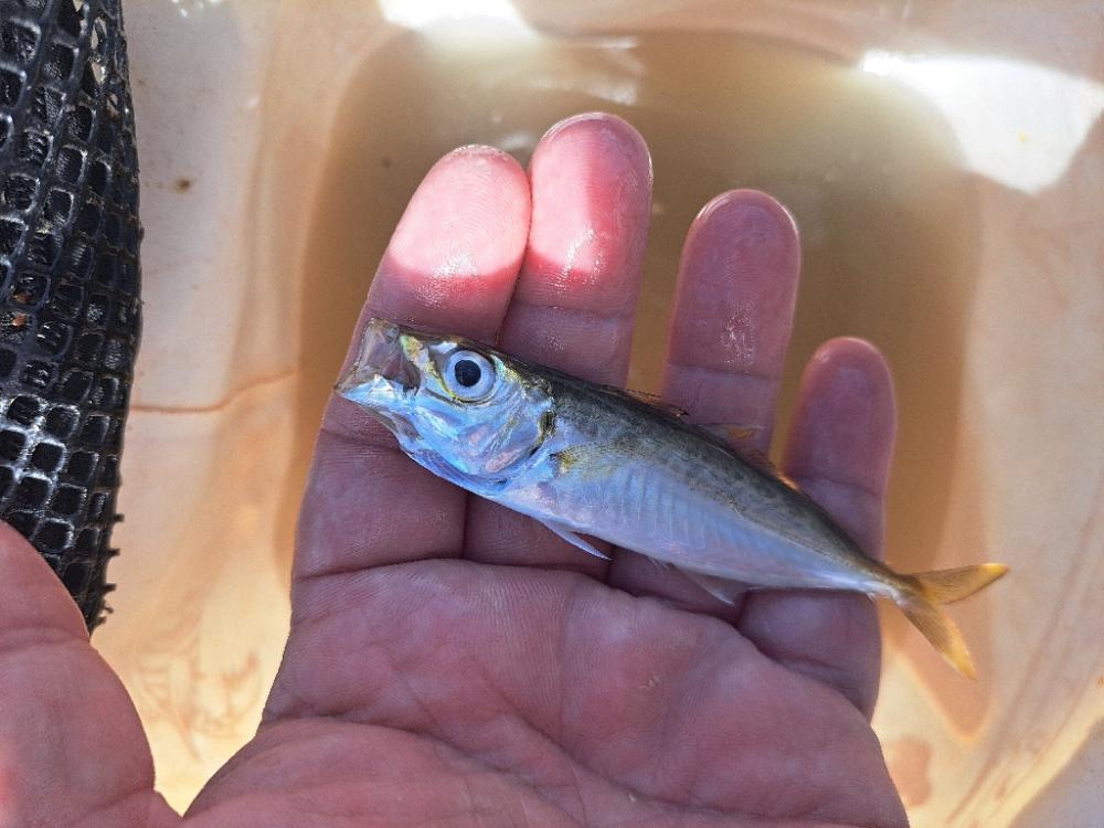 餌用サビキ釣り