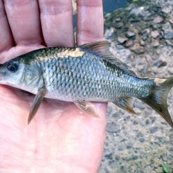 活性高く、楽しい小物釣り