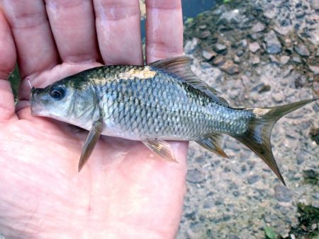 活性高く、楽しい小物釣り