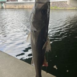 博多湾　河口でルアー釣り