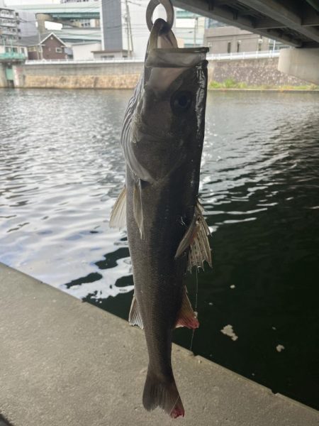 博多湾　河口でルアー釣り