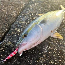 ★★初めてのマグロその後は青物連発★★