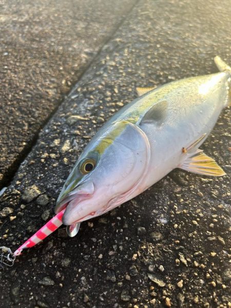 ★★初めてのマグロその後は青物連発★★