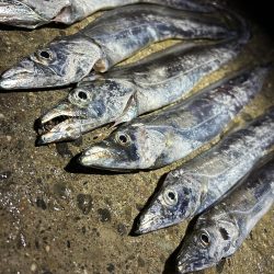 ★★タチウオ、初心者でも釣れる釣り方★★