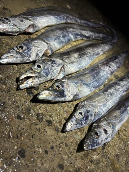 ★★タチウオ、初心者でも釣れる釣り方★★