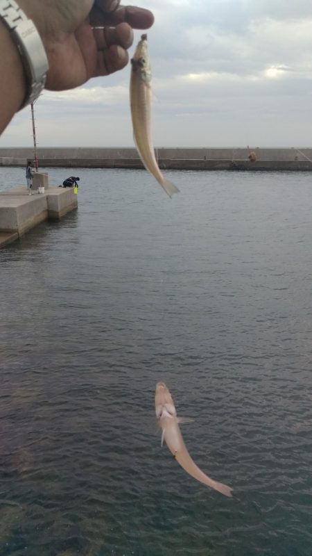 浦港のキス調査