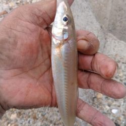 魚住港、東二見西水路のキス調査