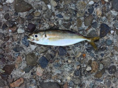 小アジ釣り　夕暮れに時合