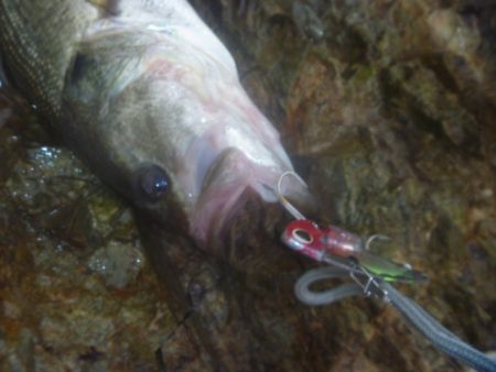 秋のバス釣り