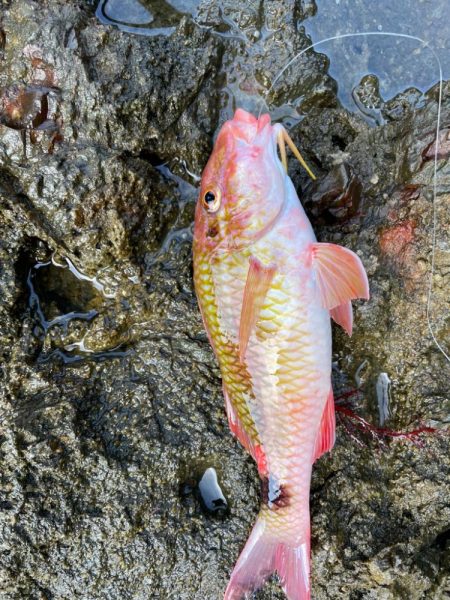 多種多様釣れてます！但しサイズが伸びない！