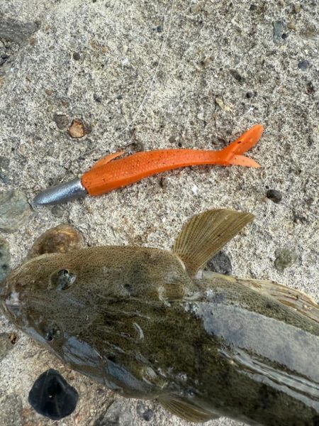 マゴチ　ヒラメ釣り