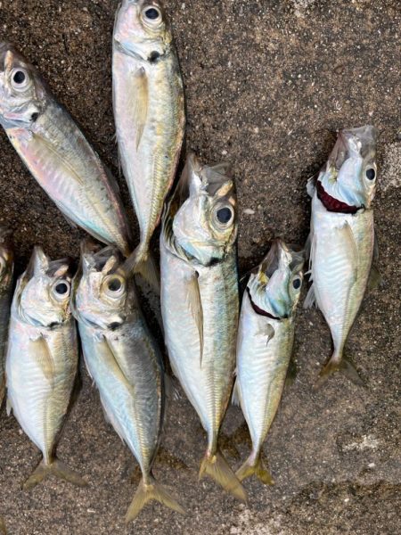 大アジ釣れてます