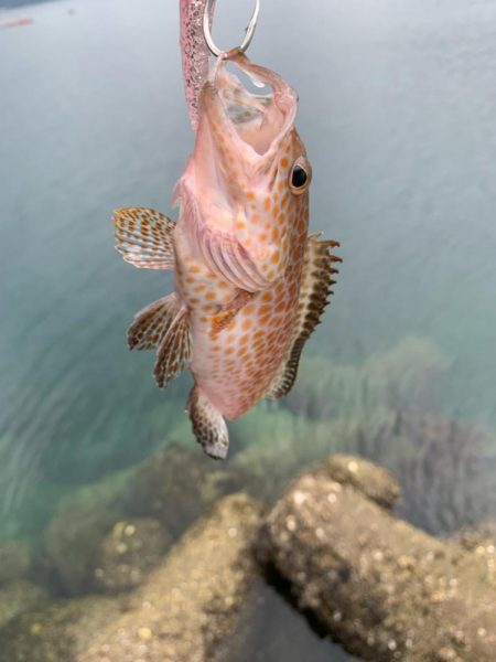 やっと今年初カツオ