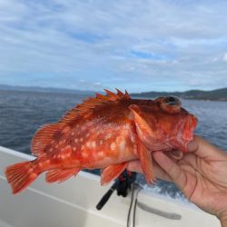 カンパチ、太刀魚、アラカブ、ホシガツオ…