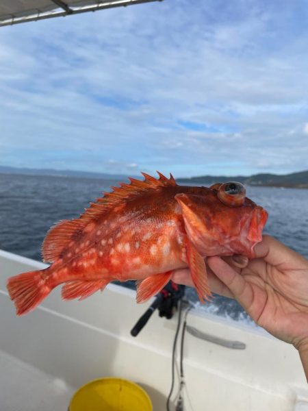 カンパチ、太刀魚、アラカブ、ホシガツオ…