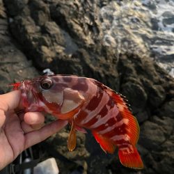 尾鷲根魚釣り